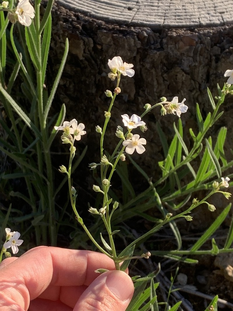 Gray Stickseed photo 4
