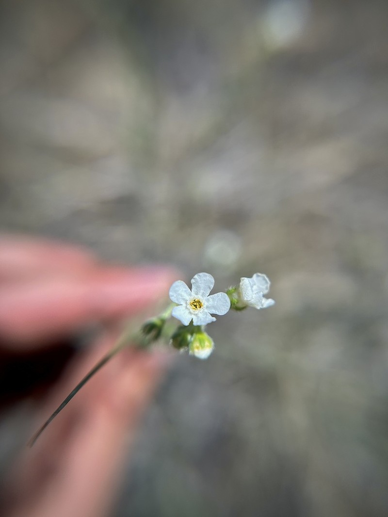 Gray Stickseed photo 5