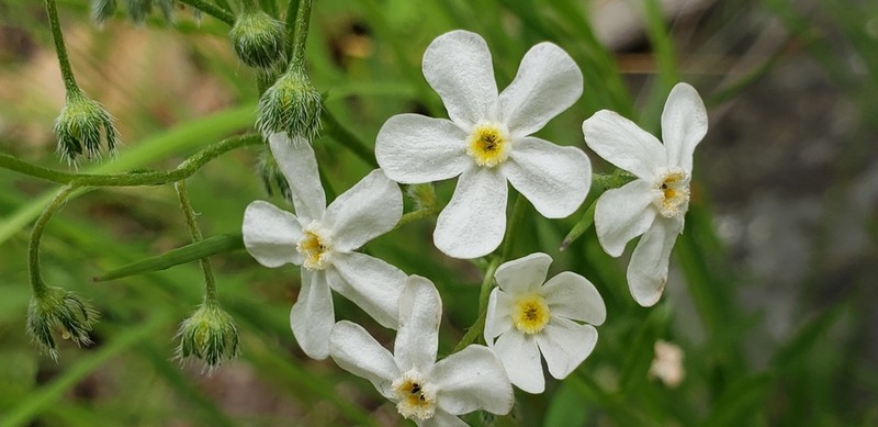 Gray Stickseed photo 6