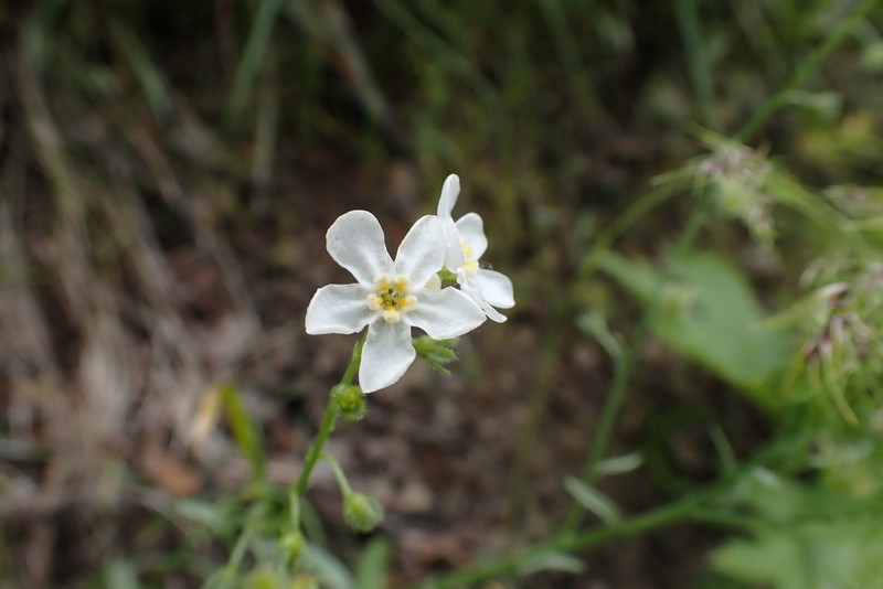 Gray Stickseed photo 8