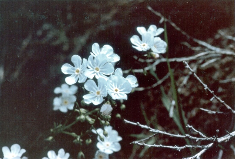 Cronquist's Stickseed