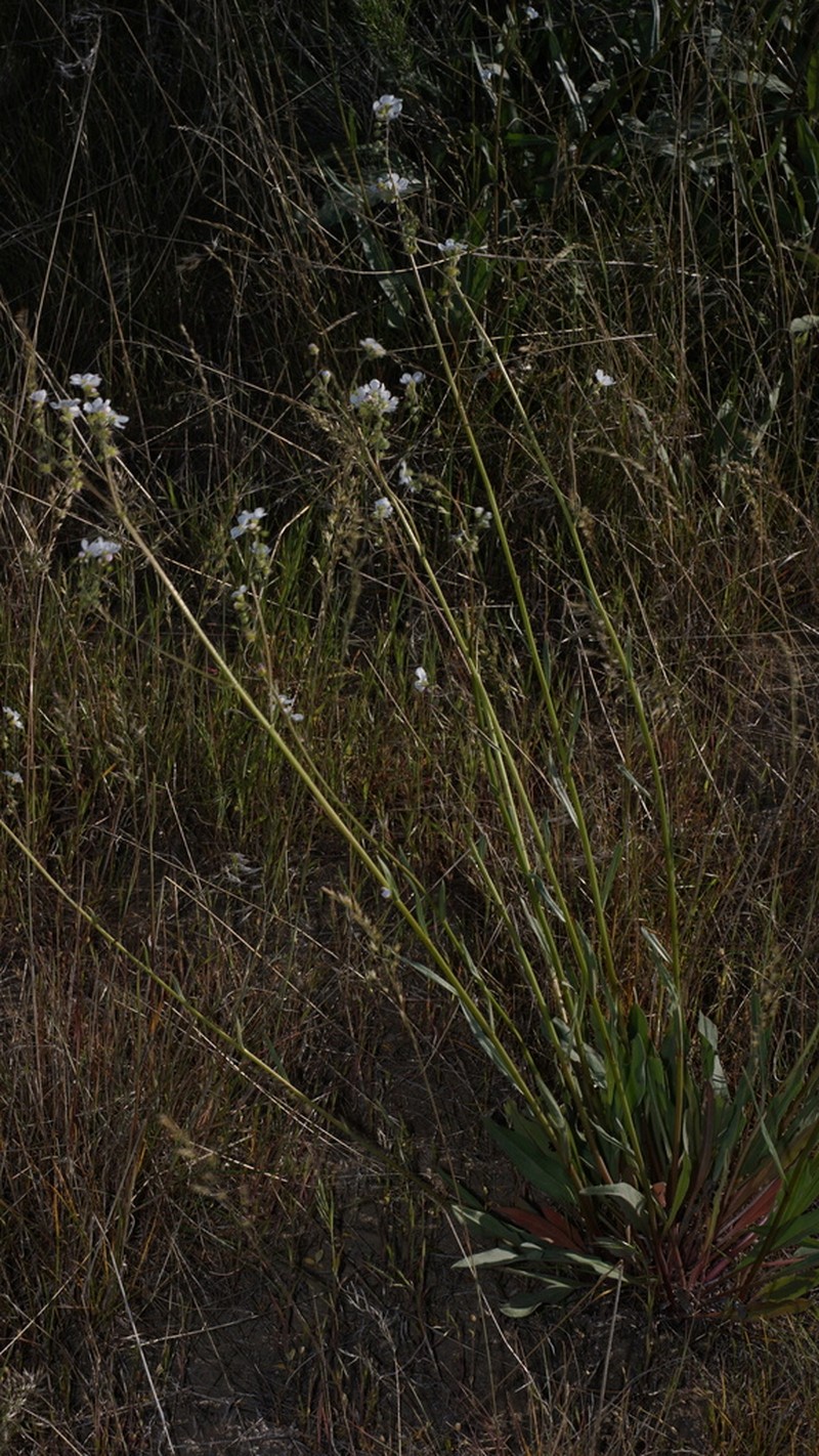 Cronquist's Stickseed photo 2