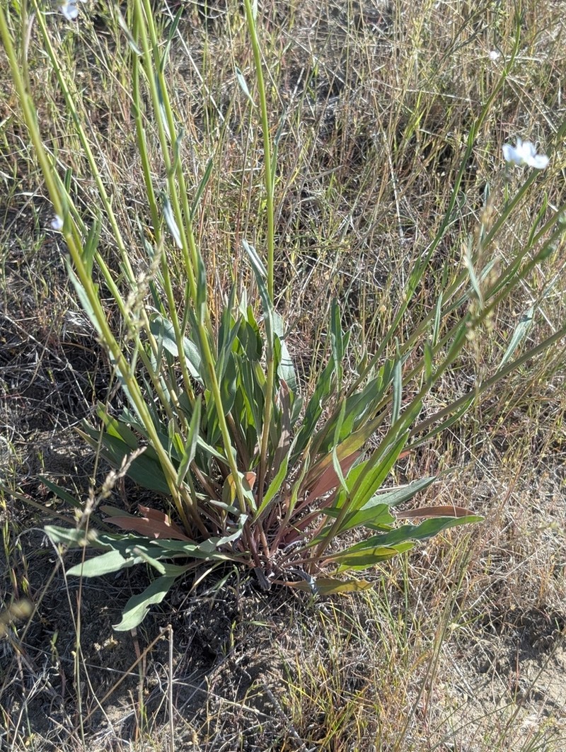 Cronquist's Stickseed photo 3