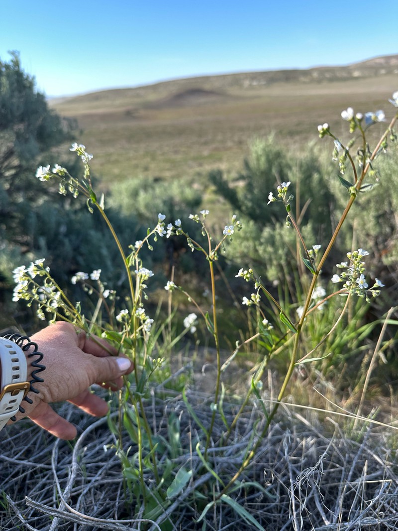 Cronquist's Stickseed photo 5