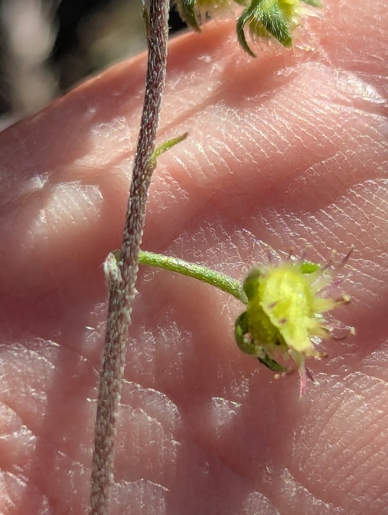 Cronquist's Stickseed photo 6