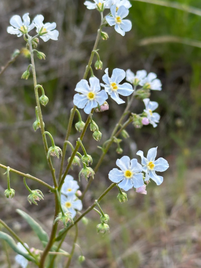 Cronquist's Stickseed photo 7