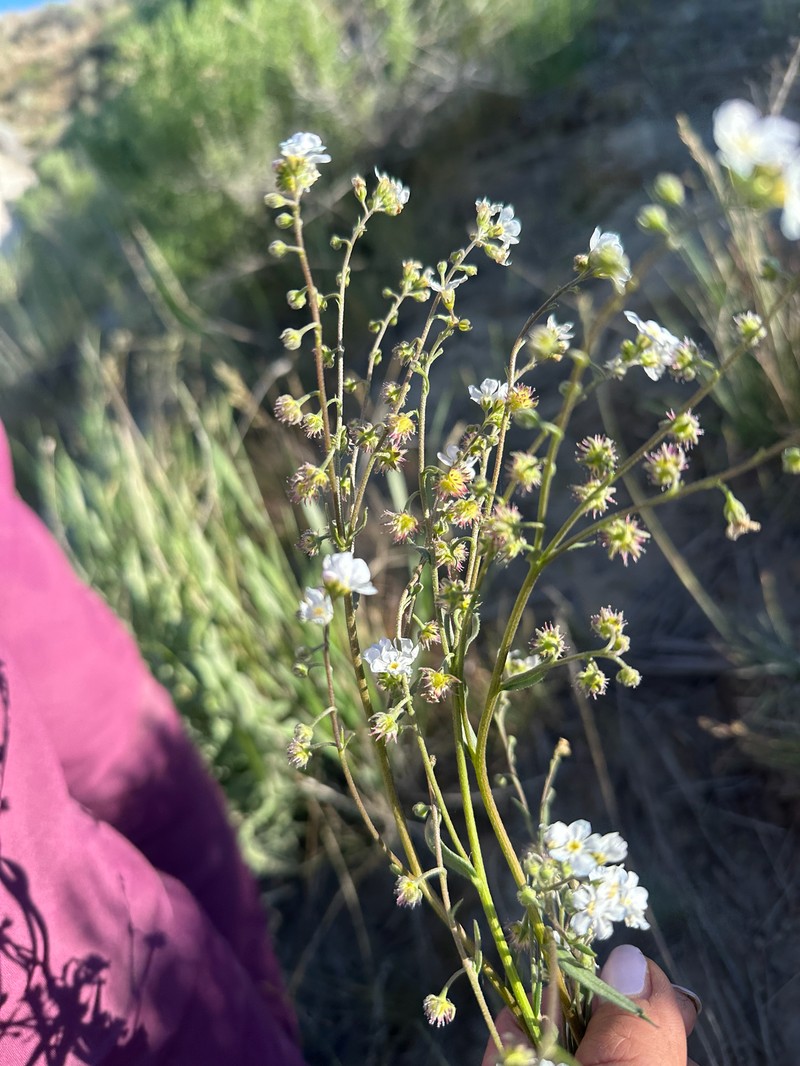 Cronquist's Stickseed photo 8