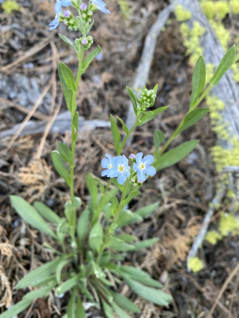 Cusick's Stickseed photo 2