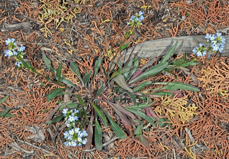 Cusick's Stickseed photo 4