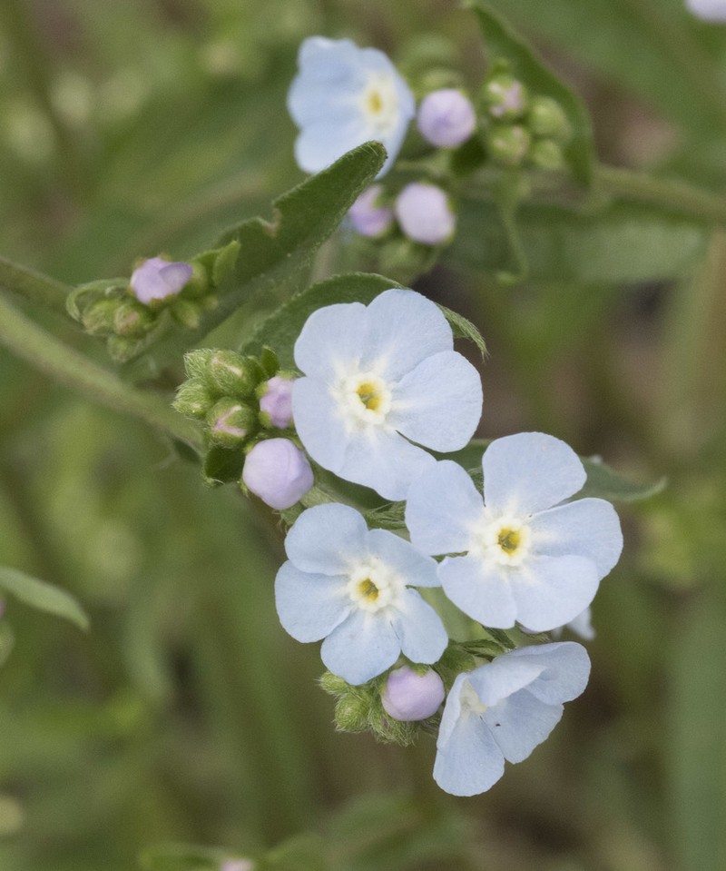 Cusick's Stickseed photo 5