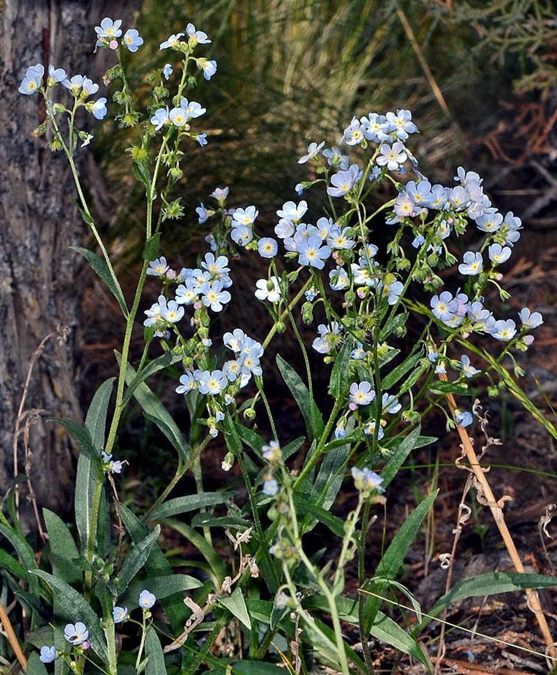 Cusick's Stickseed photo 6