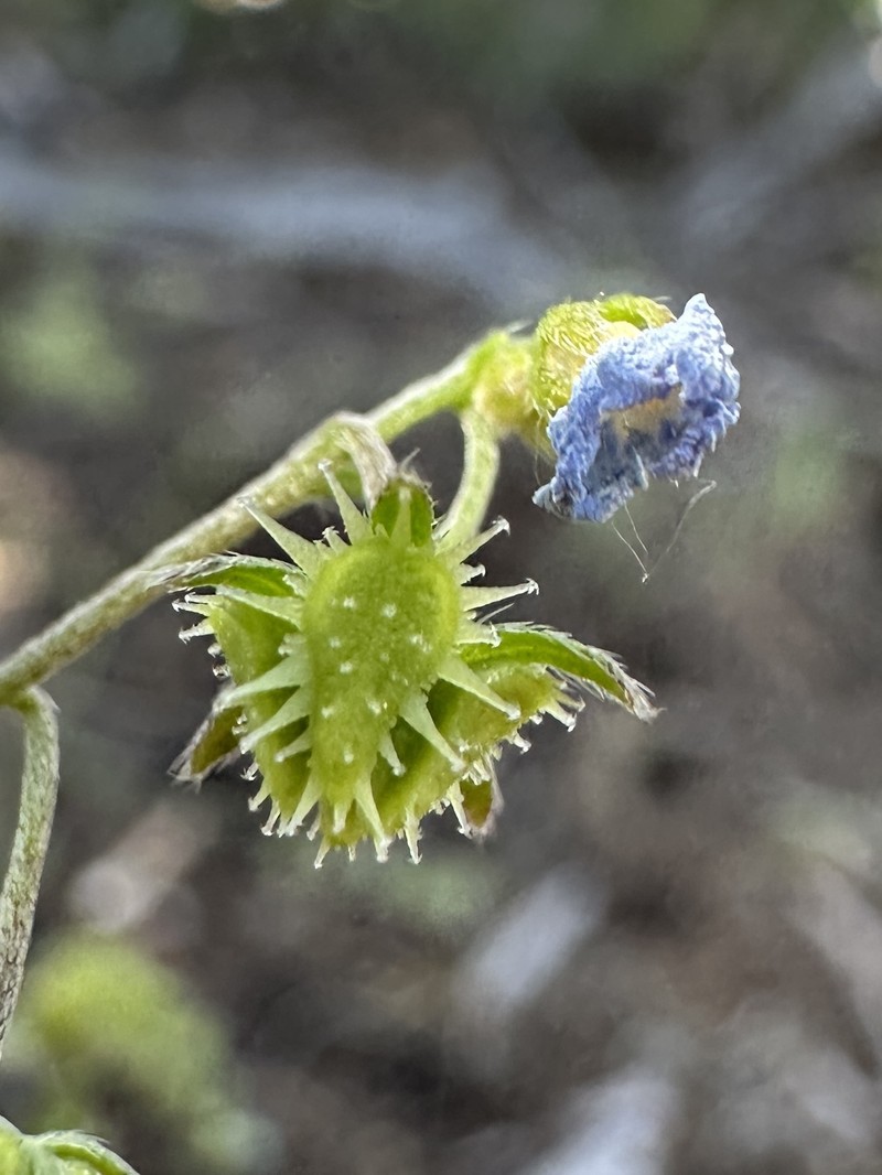 Cusick's Stickseed photo 7