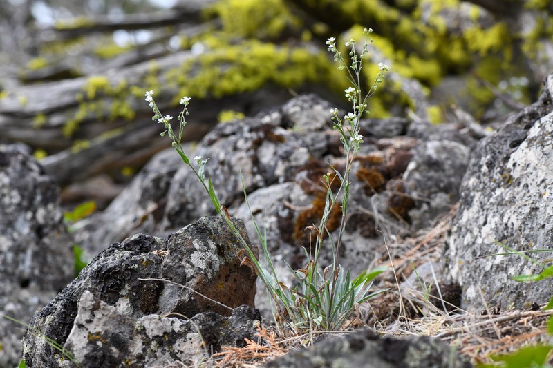 Cusick's Stickseed photo 8