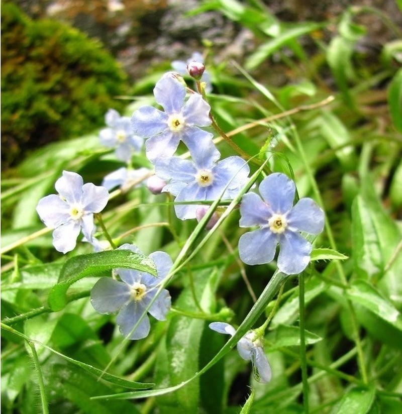 Davis' Stickseed photo 2