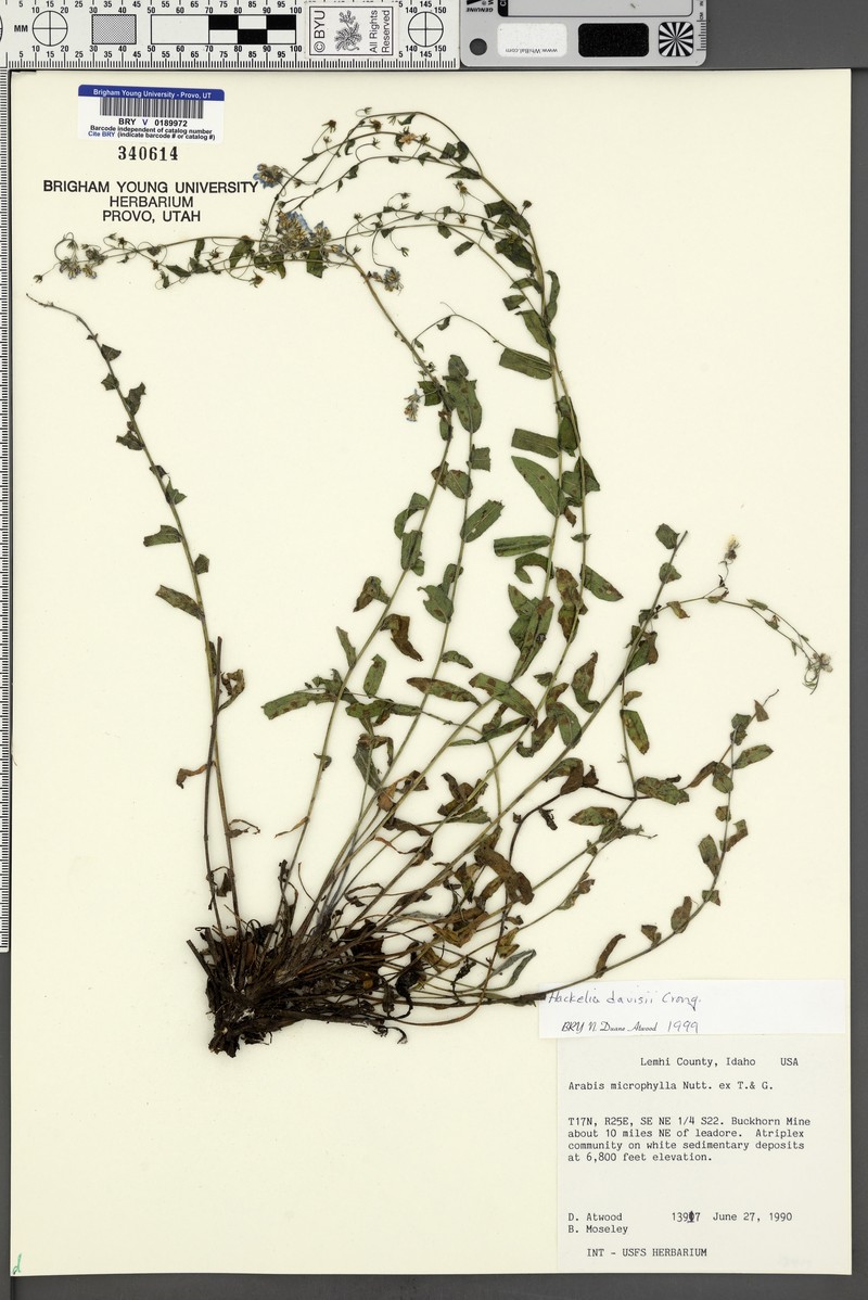 Davis' Stickseed photo 3