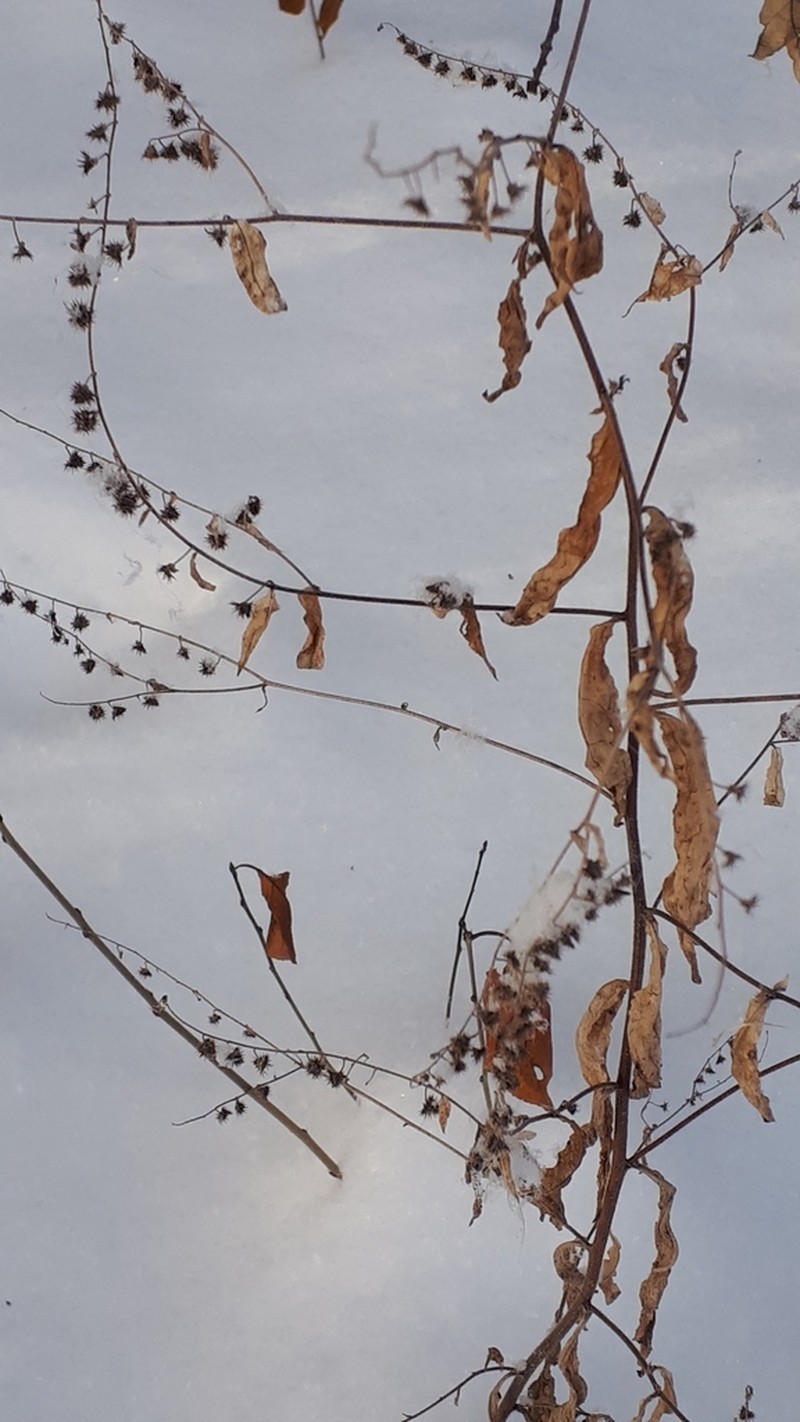 Nodding Stickseed photo 2