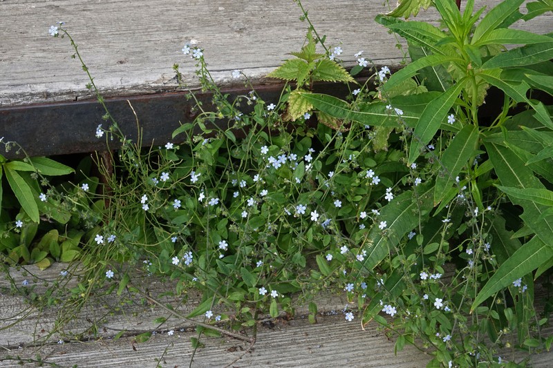 Nodding Stickseed photo 3