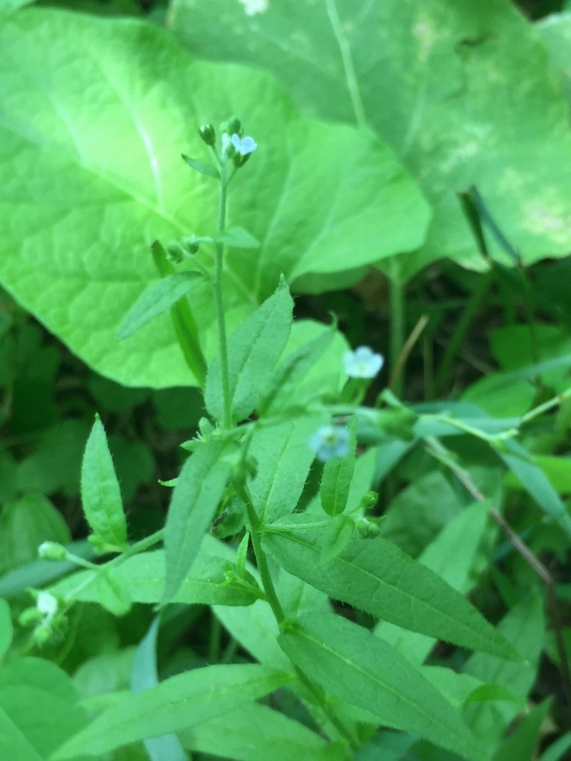 Nodding Stickseed photo 4