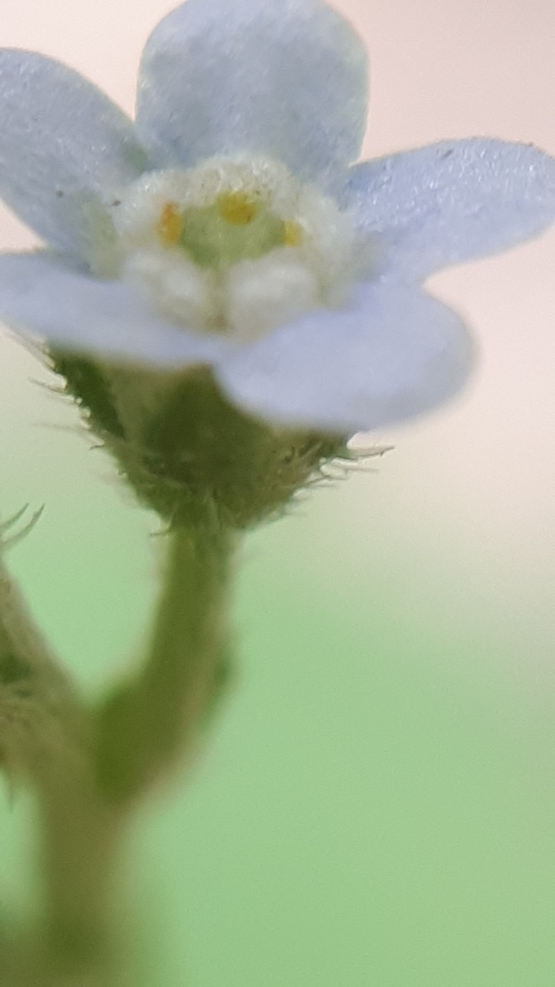 Nodding Stickseed photo 5
