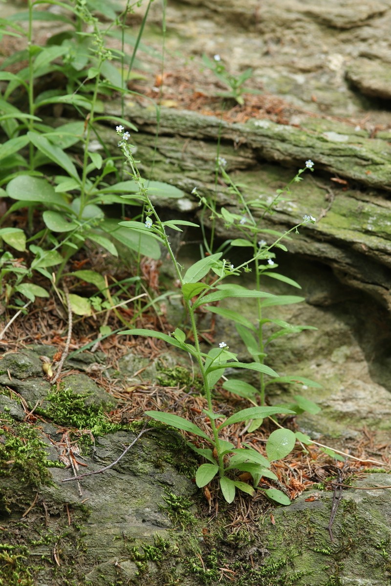 Nodding Stickseed photo 6