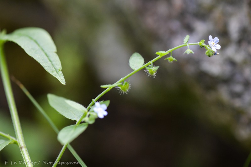 Nodding Stickseed photo 7