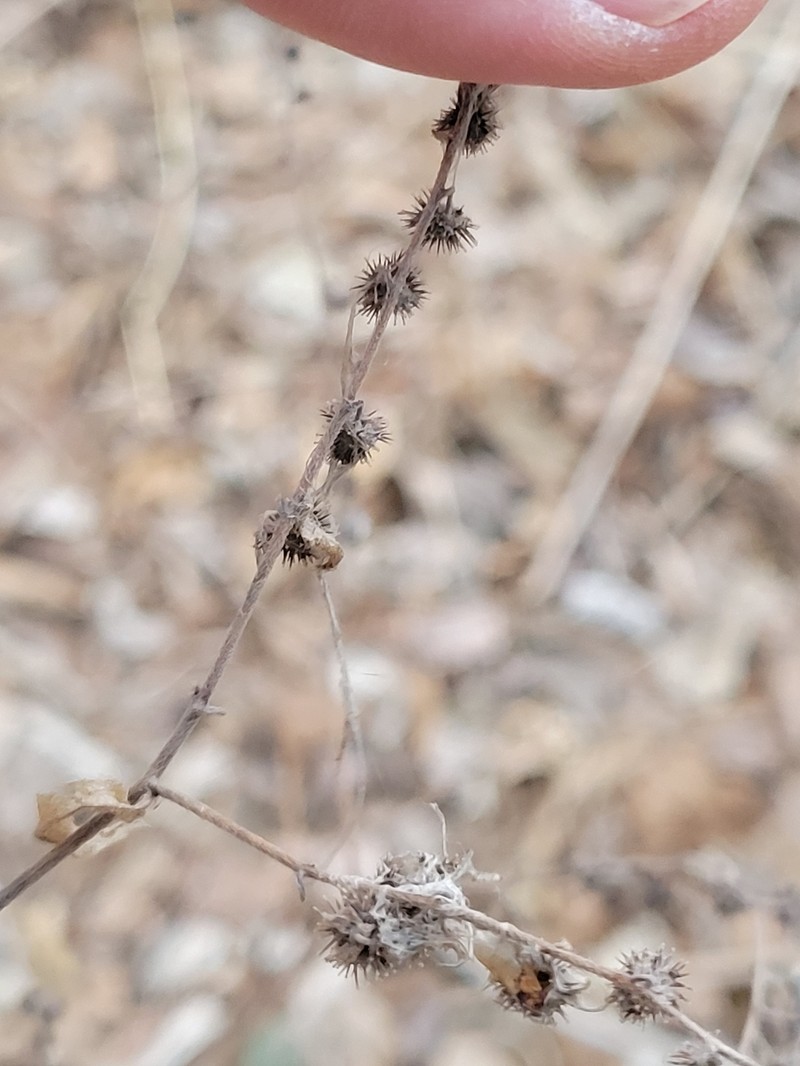 Hackelia deflexa var. americana photo 2