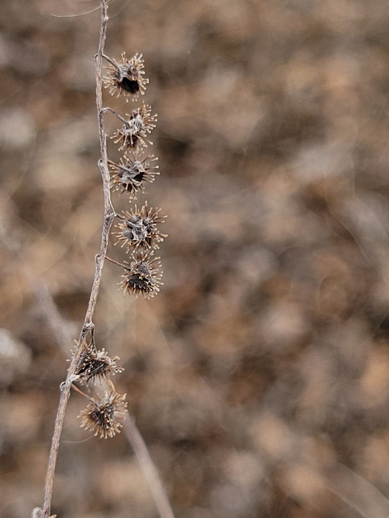 Hackelia deflexa var. americana photo 3
