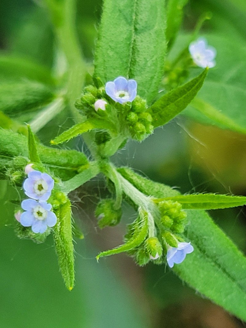 Hackelia deflexa var. americana photo 8