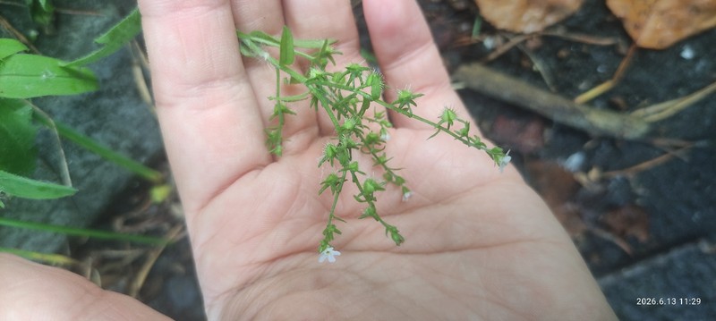 Hackelia deflexa var. deflexa