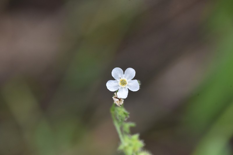 Spreading Stickseed photo 4