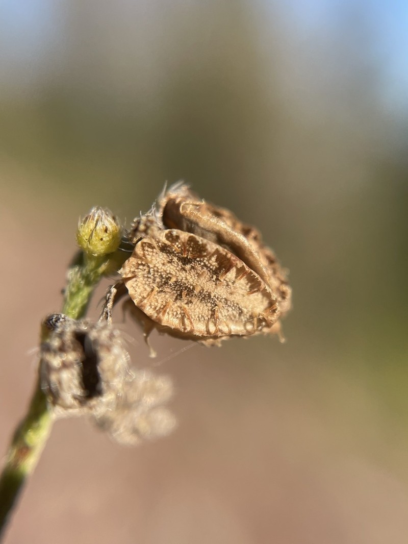 Spreading Stickseed photo 5