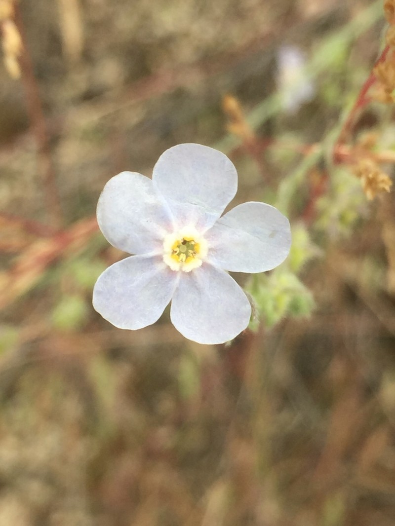 Spreading Stickseed photo 6