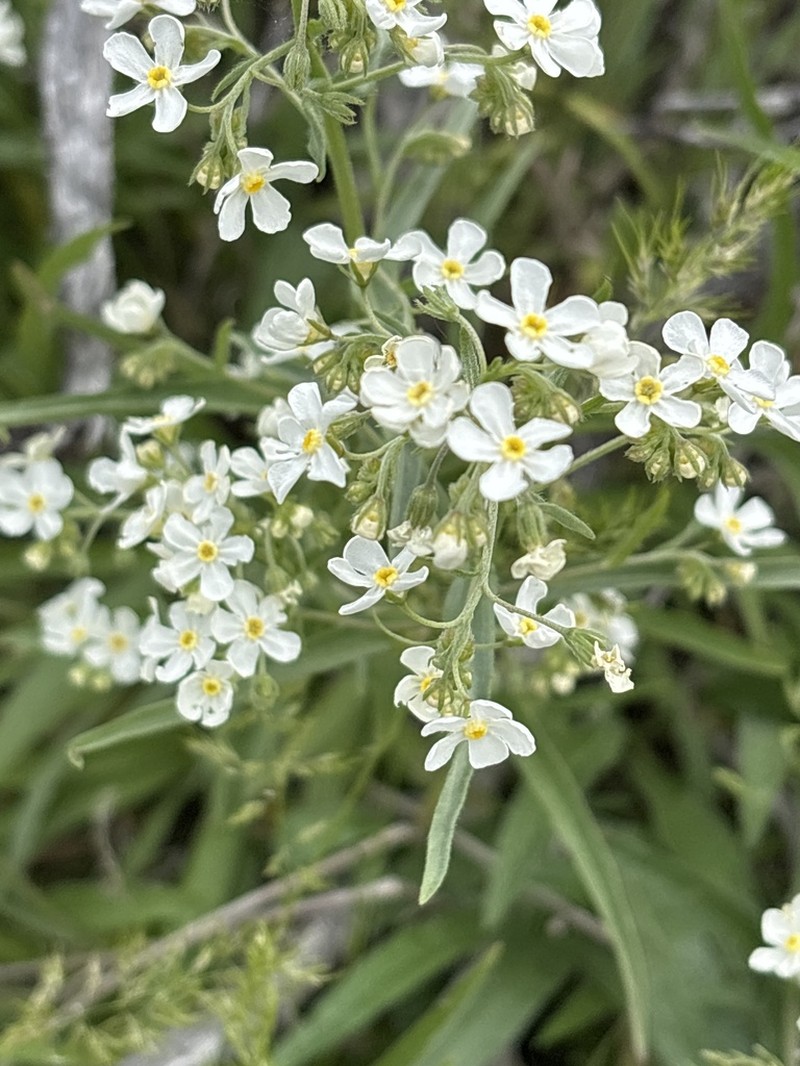Spreading Stickseed photo 7