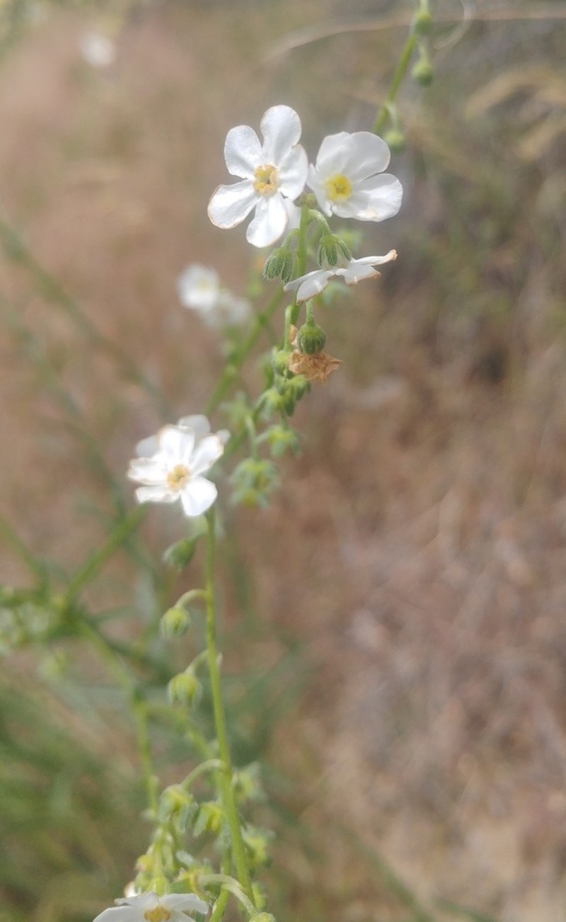 Spreading Stickseed photo 8
