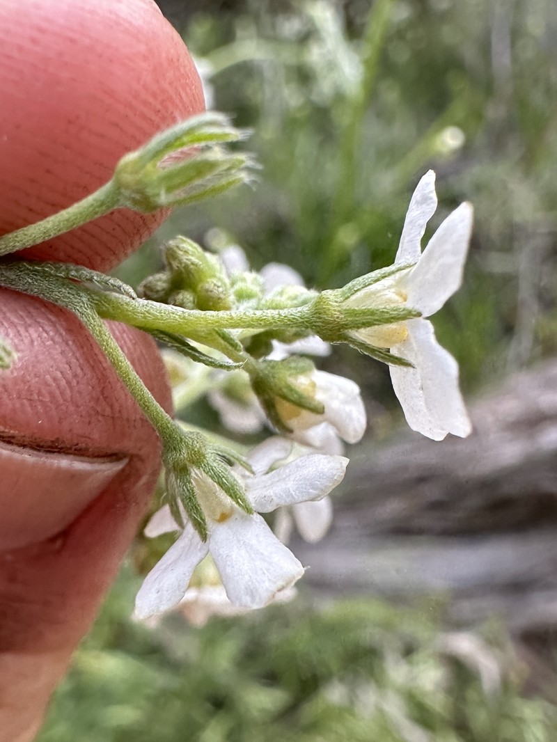 Hackelia diffusa var. arida