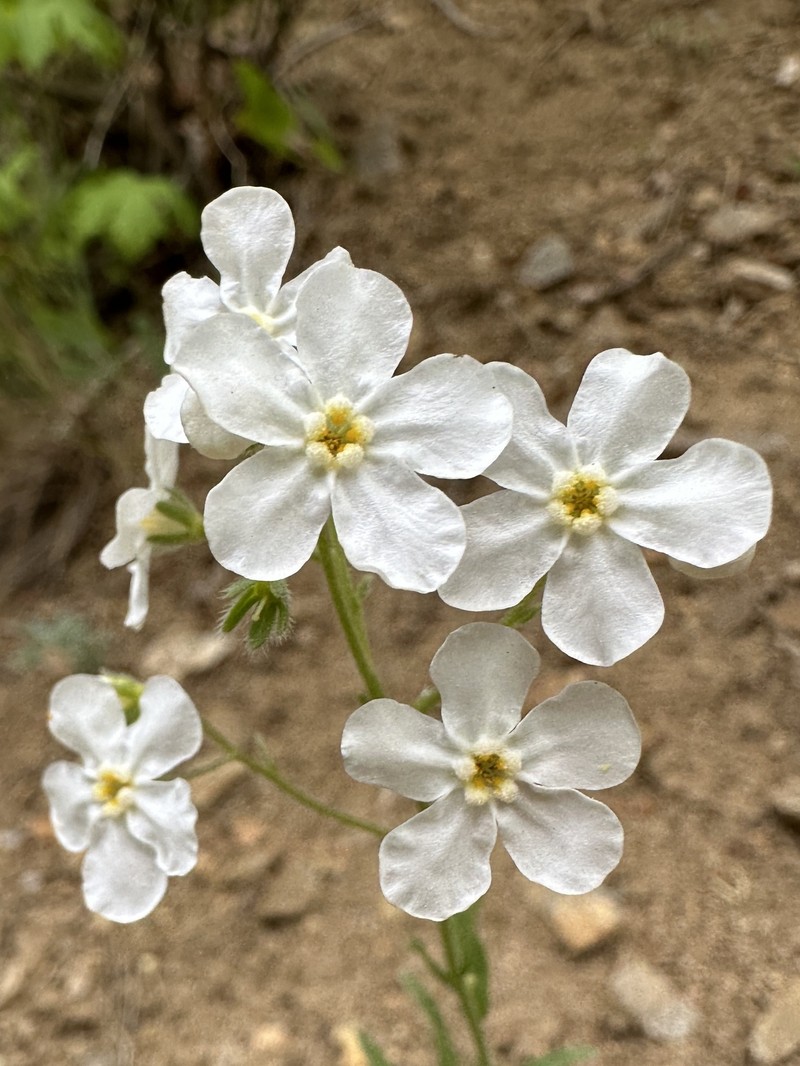 Hackelia diffusa var. arida photo 2