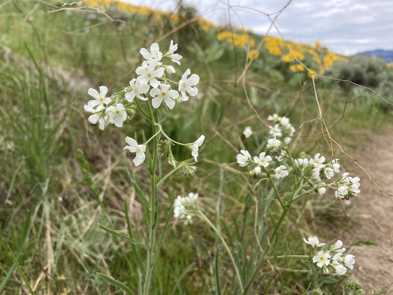 Hackelia diffusa var. arida photo 3
