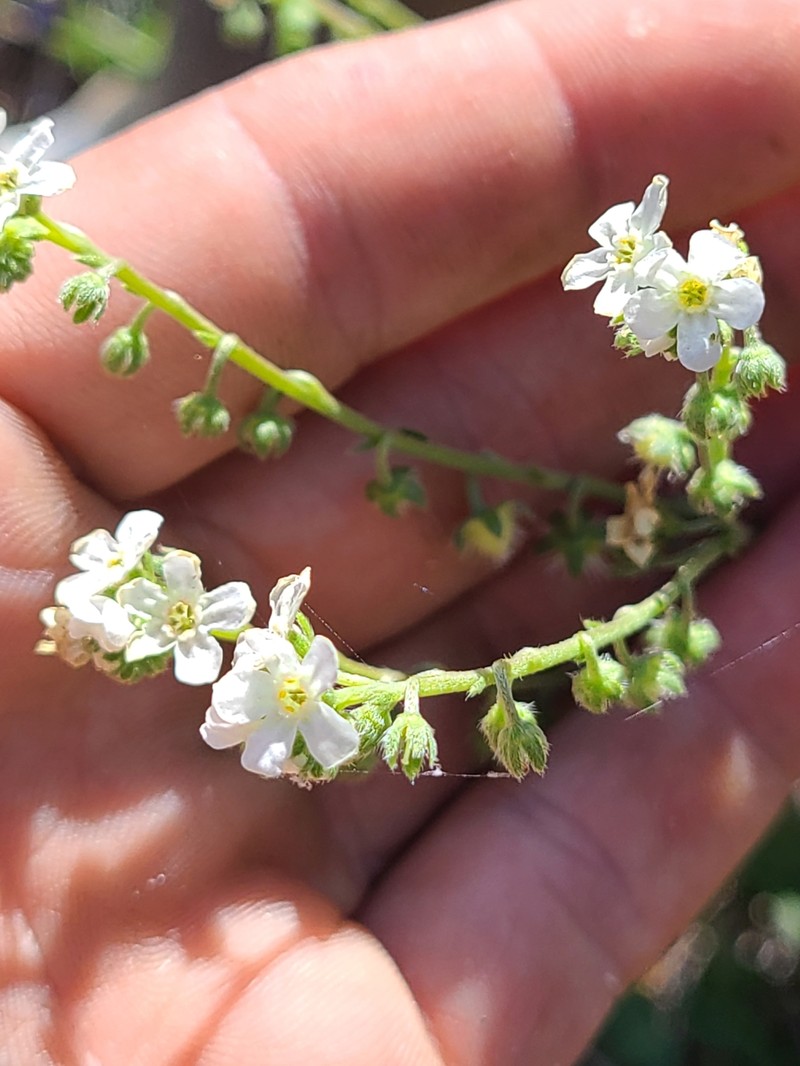 Hackelia diffusa var. arida photo 4