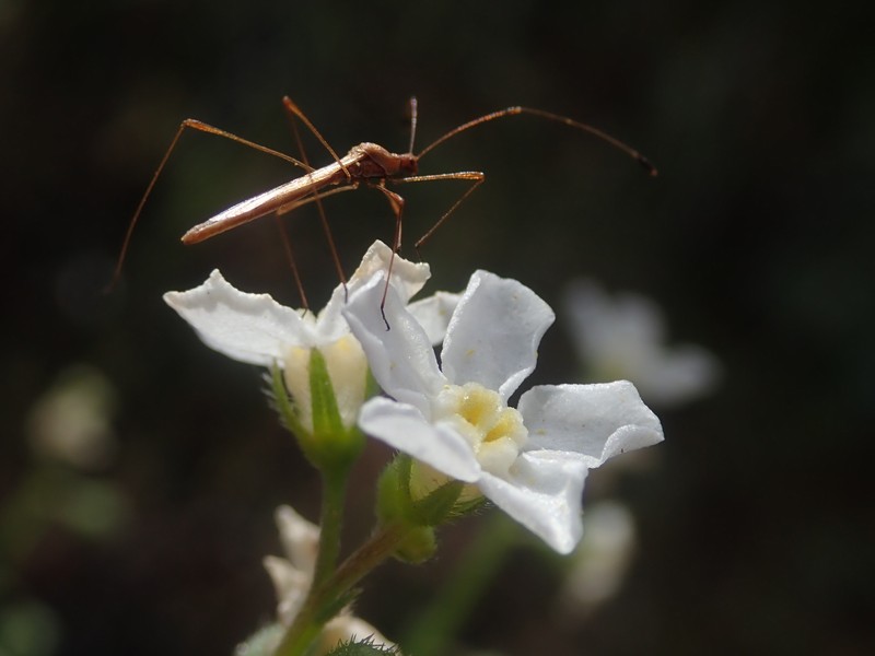 Hackelia diffusa var. arida photo 5