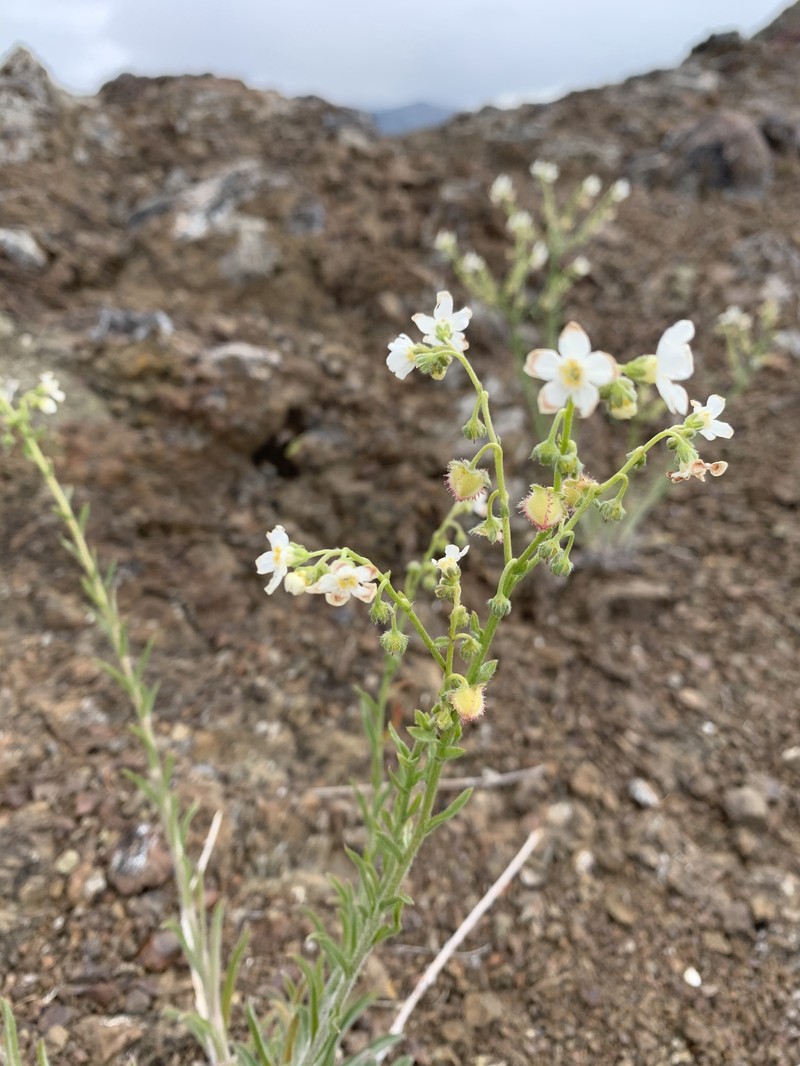 Hackelia diffusa var. arida photo 6