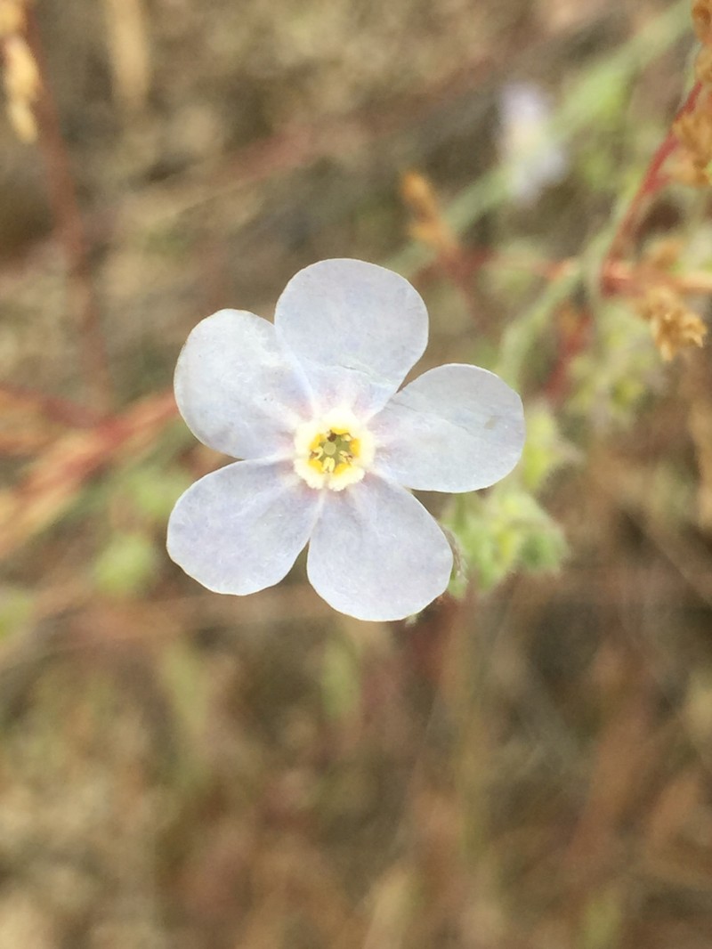 Hackelia diffusa var. arida photo 7