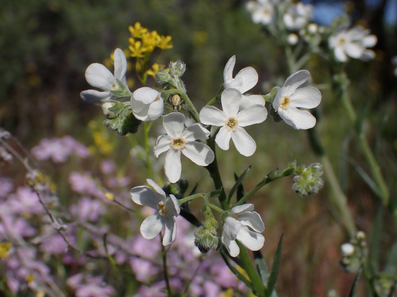 Hackelia diffusa var. cottonii