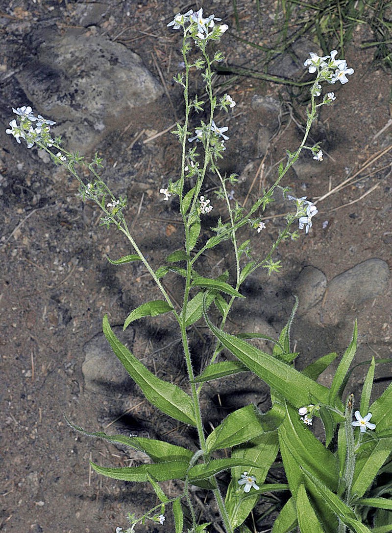 Hackelia diffusa var. cottonii photo 2