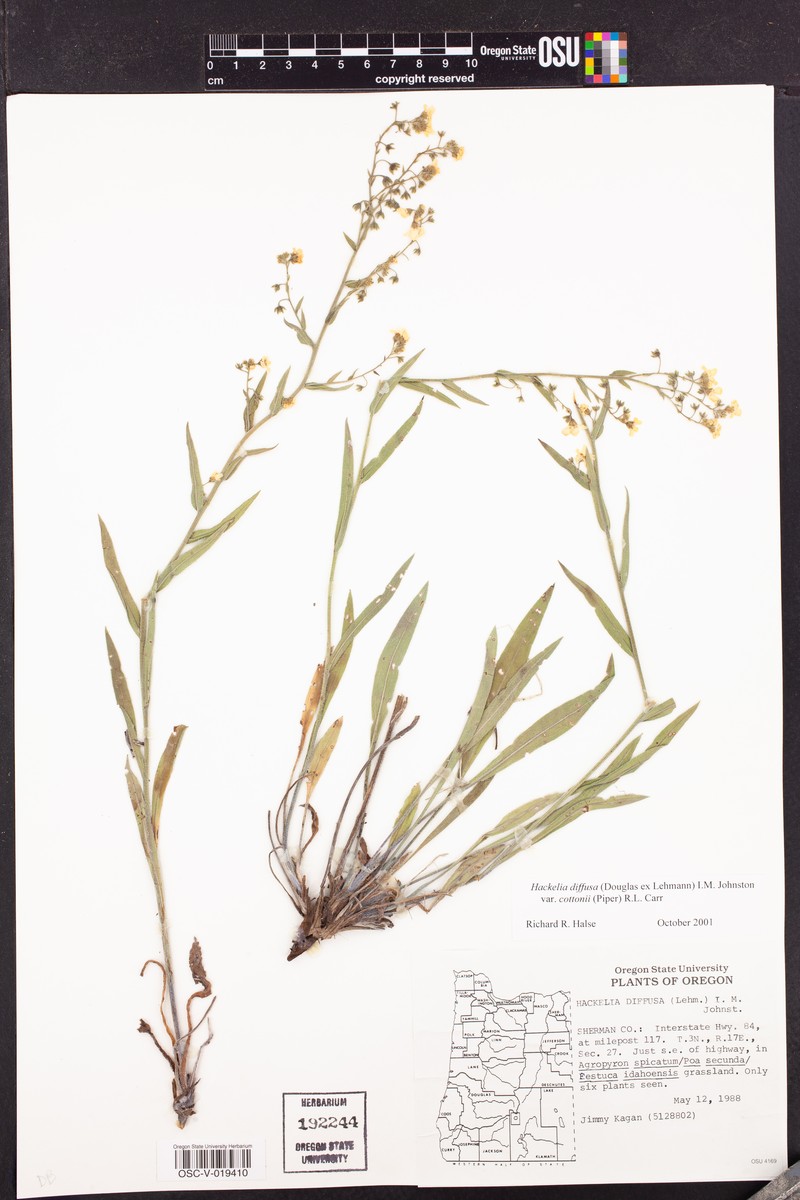 Hackelia diffusa var. cottonii photo 3