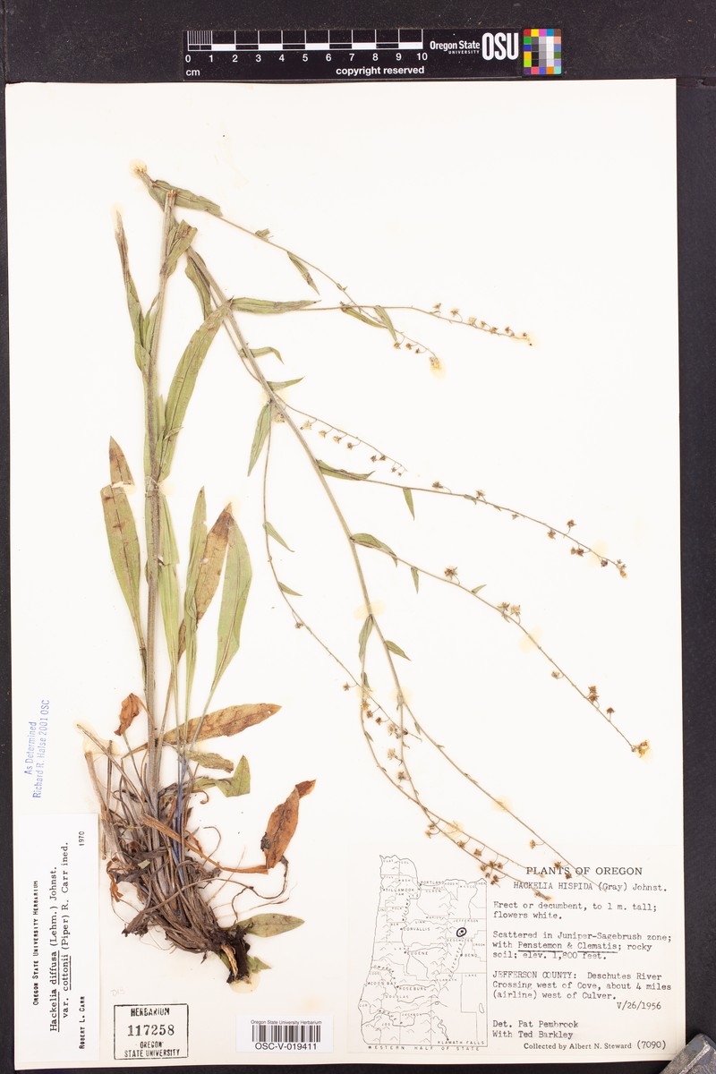 Hackelia diffusa var. cottonii photo 4