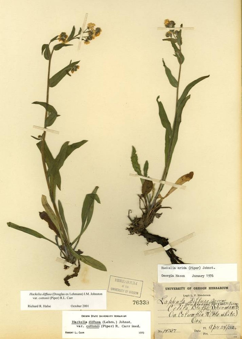 Hackelia diffusa var. cottonii photo 5