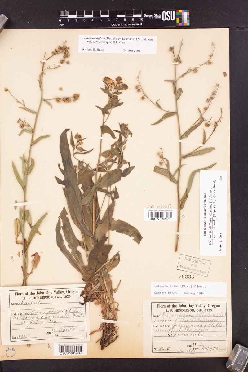Hackelia diffusa var. cottonii photo 6