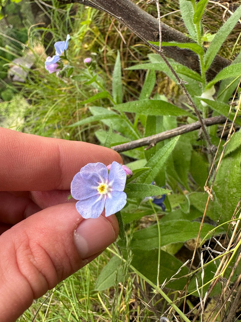 Hackelia diffusa var. diffusa