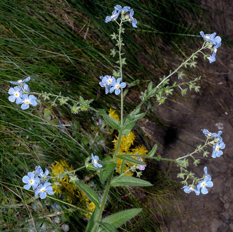 Hackelia diffusa var. diffusa photo 2