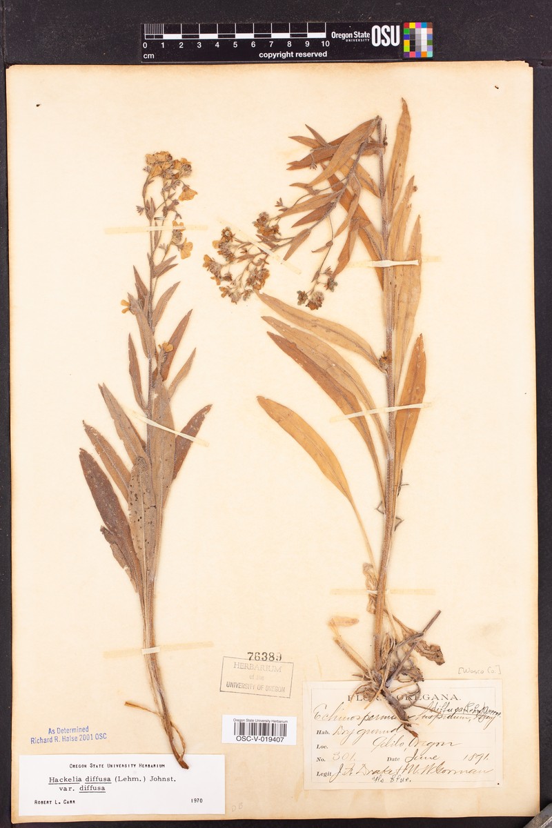 Hackelia diffusa var. diffusa photo 5
